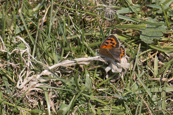 pequeña mariposa de cobre: 