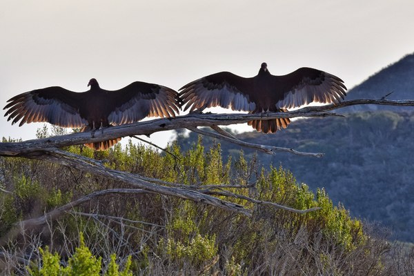 Vultures sunning: Two birds warming up in the sunlight.