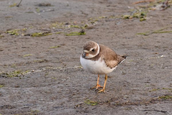 Snowy Plover: Bird standing on a beach