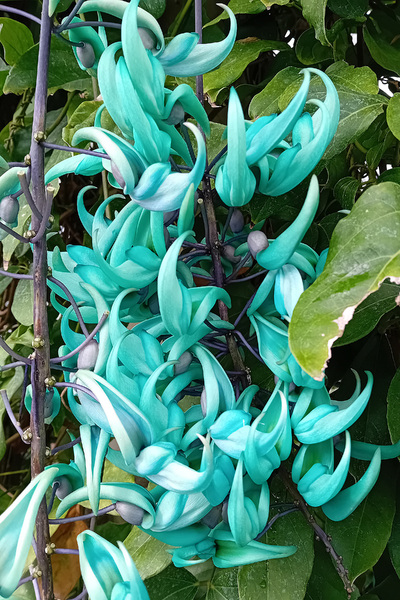 Jade Vine flowers: Flowers of Jade Vine (Strongylodon macrobotrys), native to the Philippines, growing in a tropical greenhouse in England.