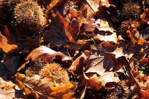 Autumn background: Autumn background