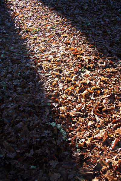 Autumnal light path 2