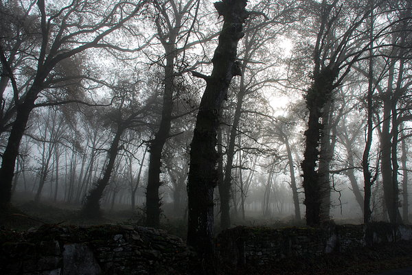 madera de niebla 4: 