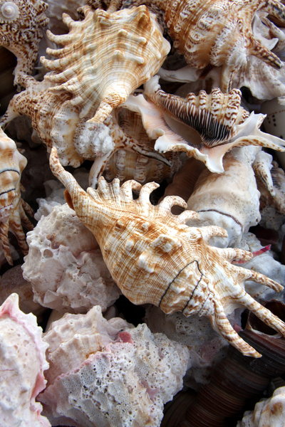 Sea shells 2