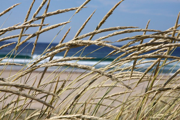 Grasses: Grasses on the Frouxeira's beach in Valdoviño, Coruña, Galicia, Spain, EU