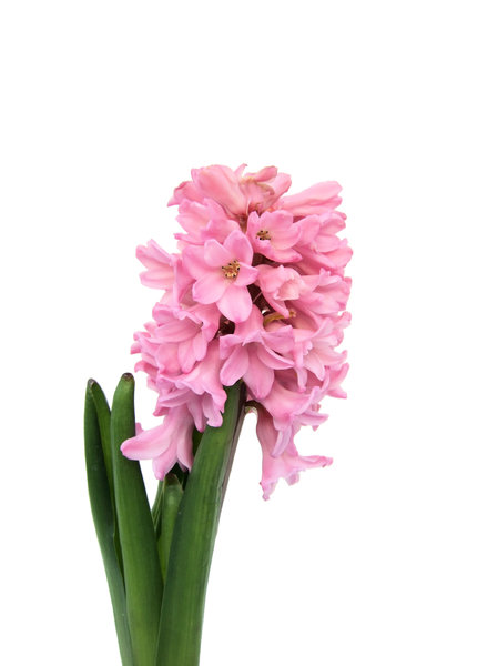 Hyacinth: No description