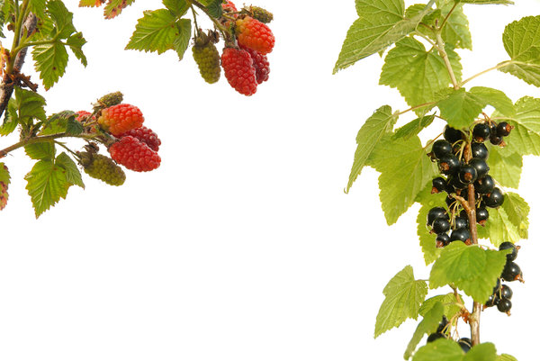 Berries: No description