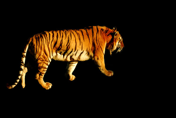 Tiger: No description