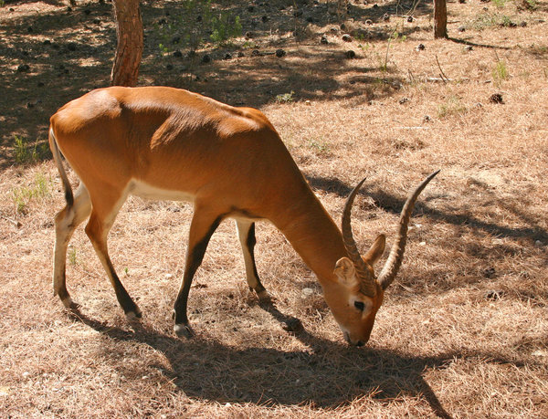 leche antelope