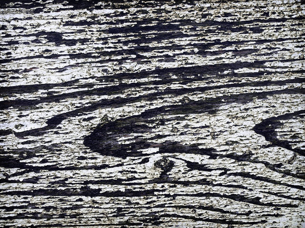 grunge: holidays 2008: grungy old wood I found at the Dutch shore.