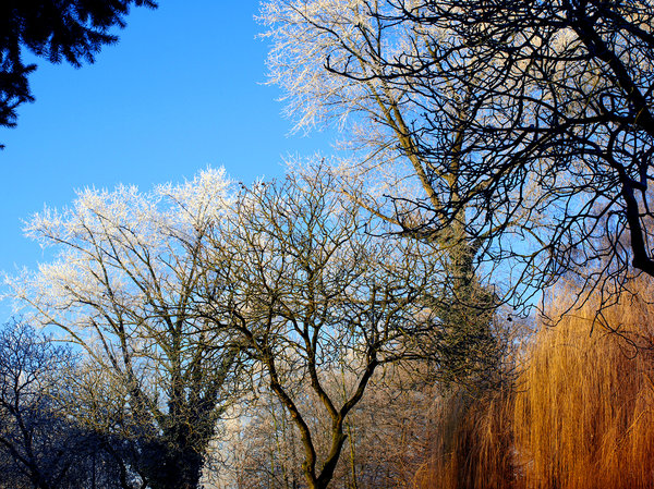 winter landscape: sunny winter landscape