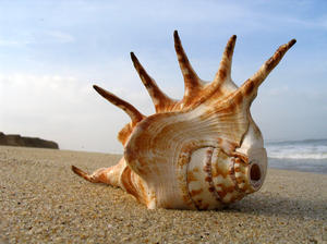 shell on the beach: sea shell on the beach at Mangalore, India. 