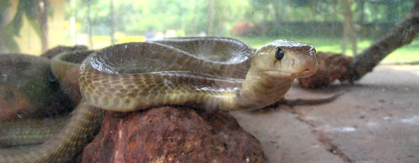 Indian cobra: An Indian cobra staring straight. (note the venom stains on the glass, deliberate to show the same)