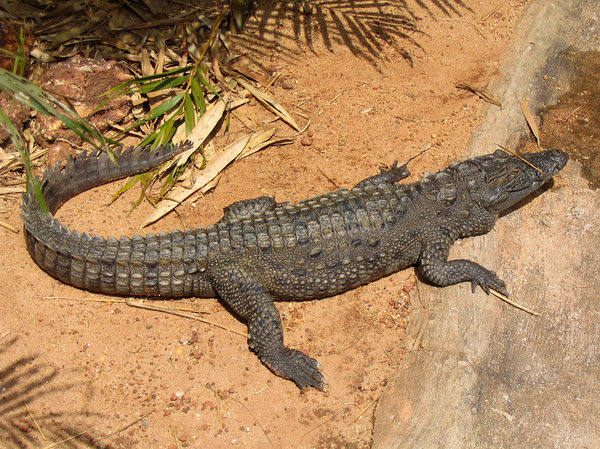 crocodile lazing in the sun