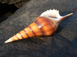 Sea Shell in the morning