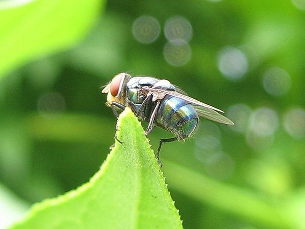 common blow-fly