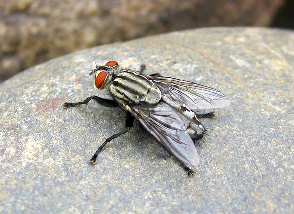 common fly