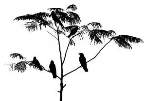 Silhouette der Vögel