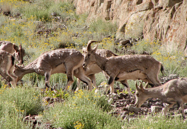 Bharal, Blue Sheep