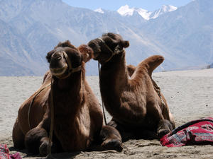 Camelos bactriano