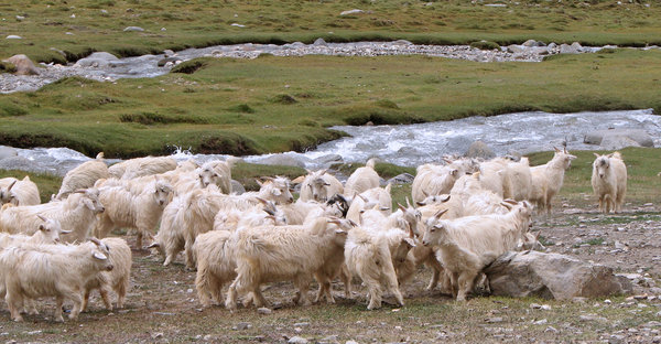Herd of Sheep: heard of Sheep by the Stream