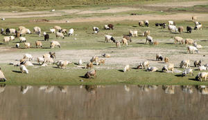 Sheep in the Grasslands: Sheep in the Grasslands, Ladakh