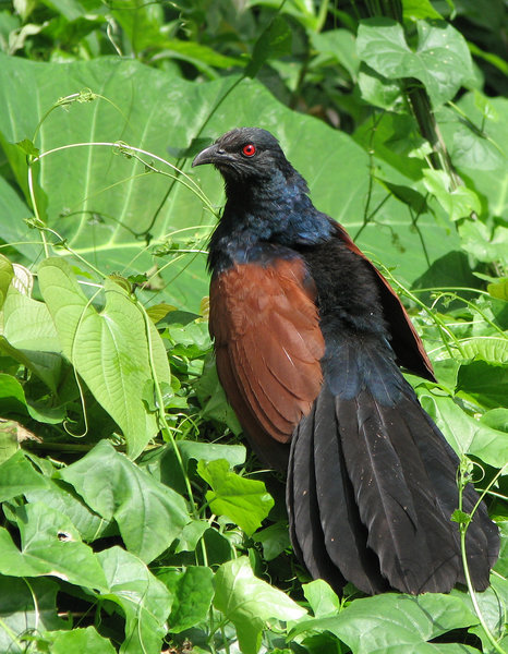Crow Pheasant/ Coucal