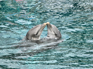 Dolphins. Give us a kiss