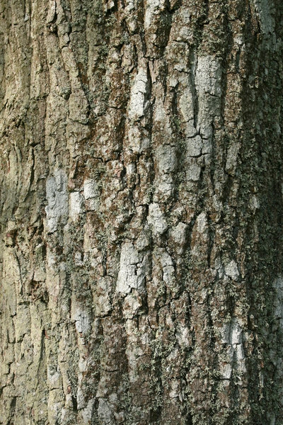 Ash bark