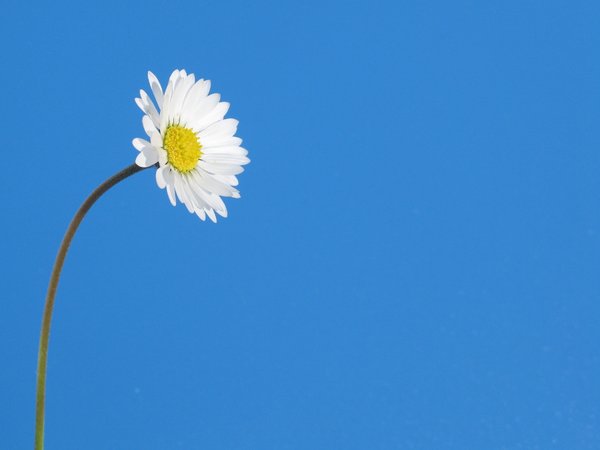 little daisies 1: none