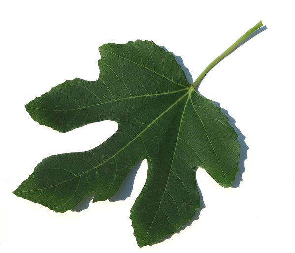 adams leaf 2