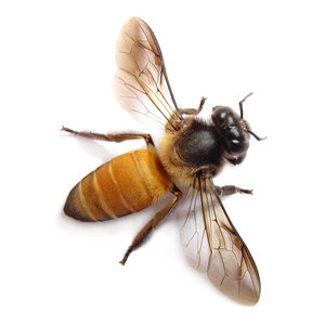 abeja de la miel: 
