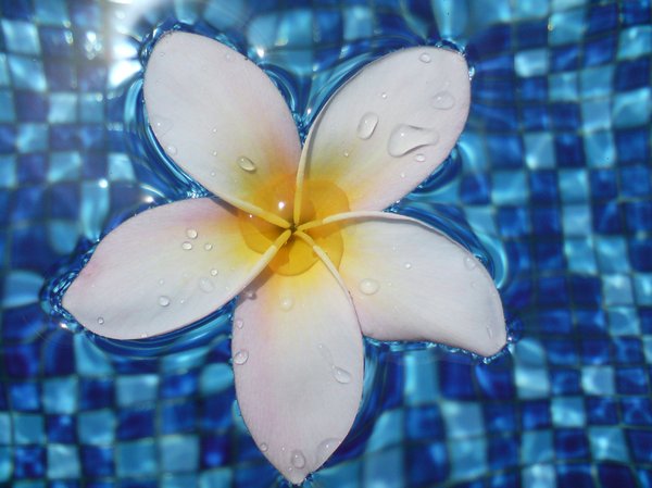 Frangipani in Water 4: Frangipani flowers on a swimming pool surface.