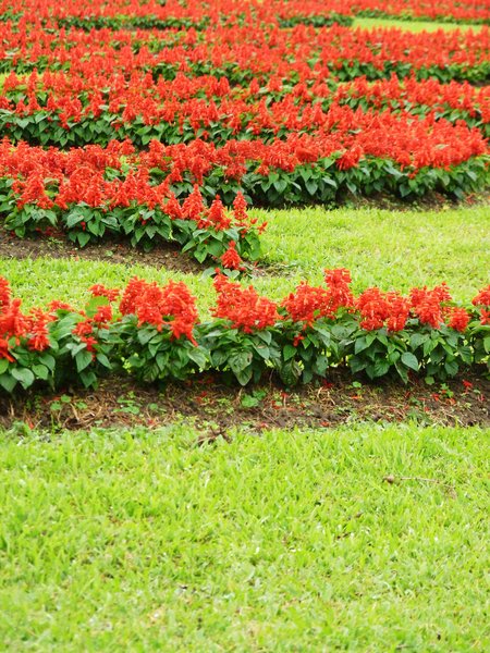 Red flowers