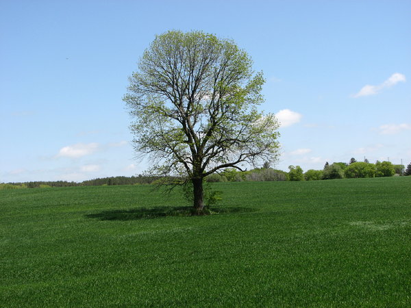 Lonely Tree