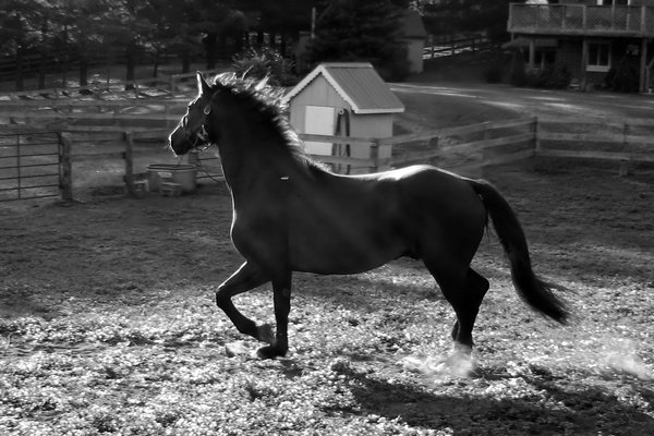 Black & White Horse: Black & White: Horse trotting at liberty in a paddock at sundown