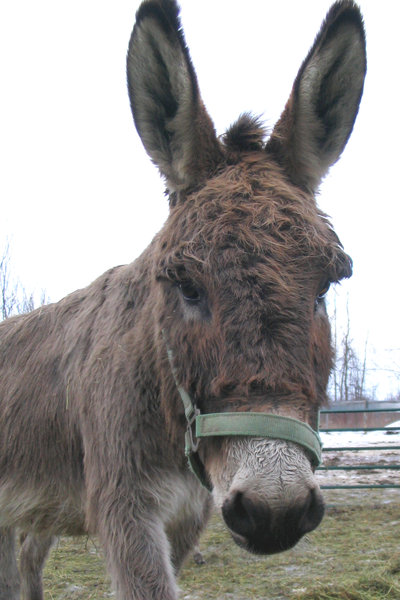 Cute Donkey 1
