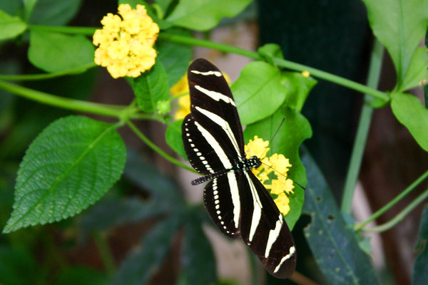butterfly #2