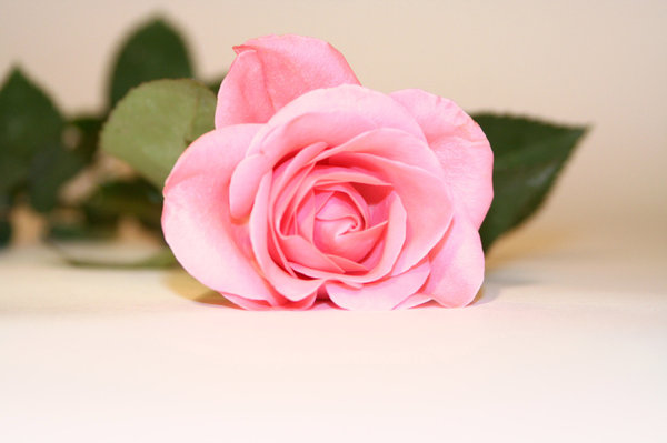 rose: soft pink rose on neutral background
