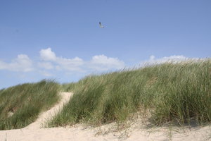 duinen en het strand: 
