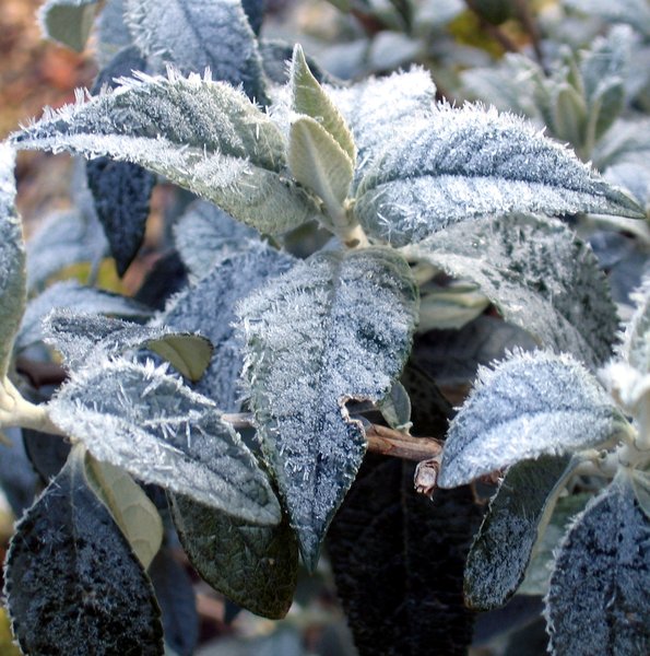 frozen leaves texture 2