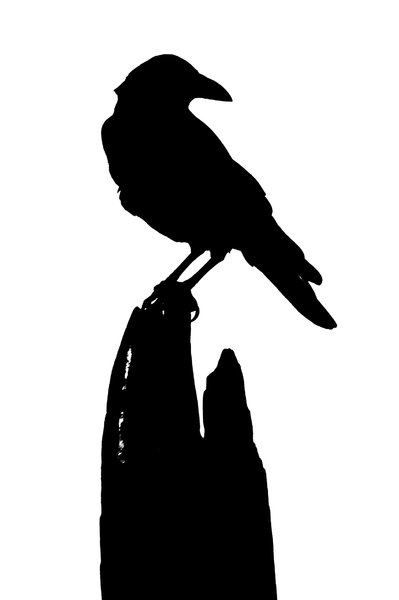 Black Bird: The silhouette of a crow