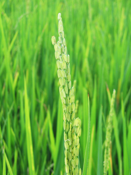 Oryza sativa: Rice plant