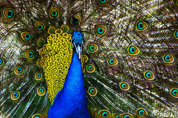 Peacock