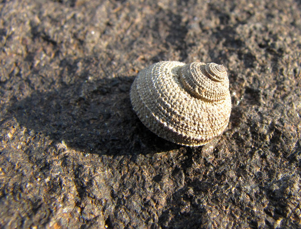 Shell on the Rock