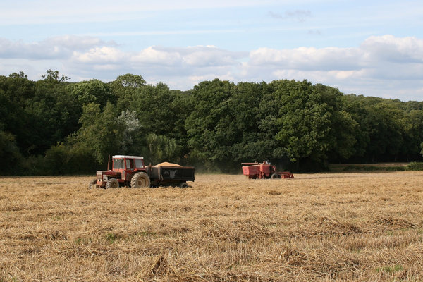 Harvest: Harvesting wheat in West Sussex, England.