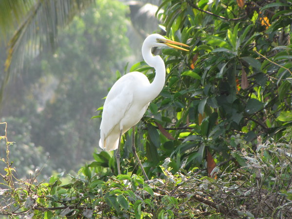 Great Egret