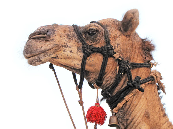Camello: 
