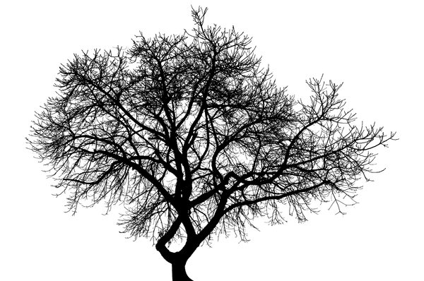 Stark Tree: High contrast line conversion of a winter tree.