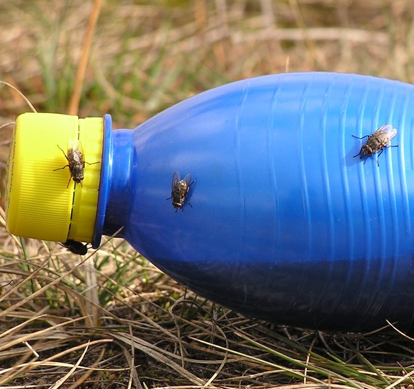 Flies on a bottle